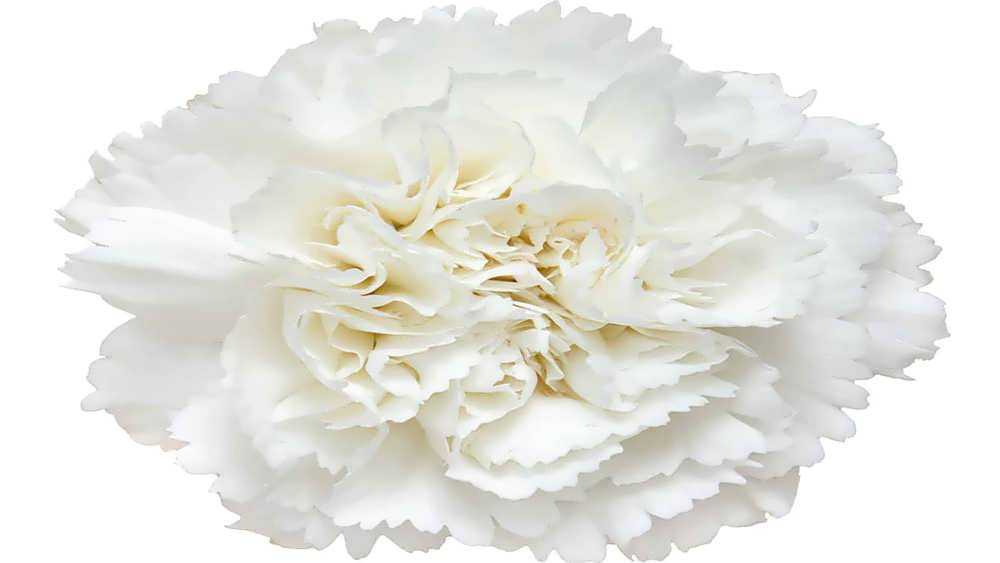 نمای نزدیک قرنفل سفید