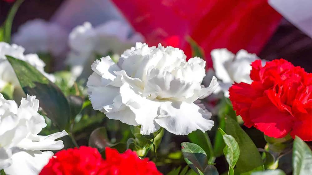 گل قرنفل سفید