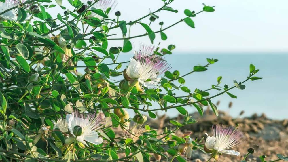 گیاه کیپر وحشی