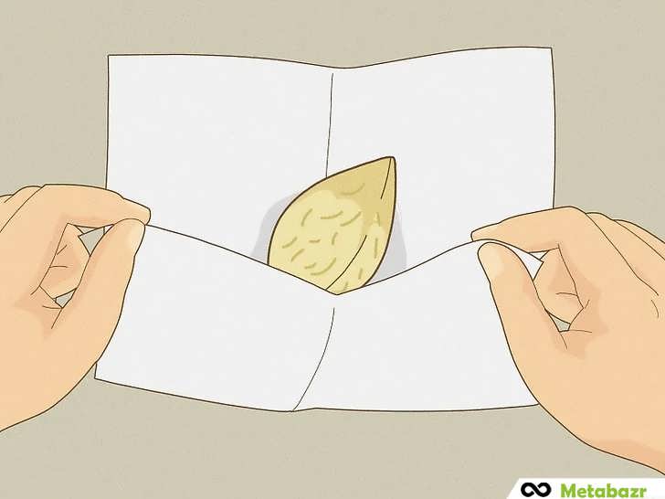 جوانه زدن بذر انبه با دستمال مرطوب