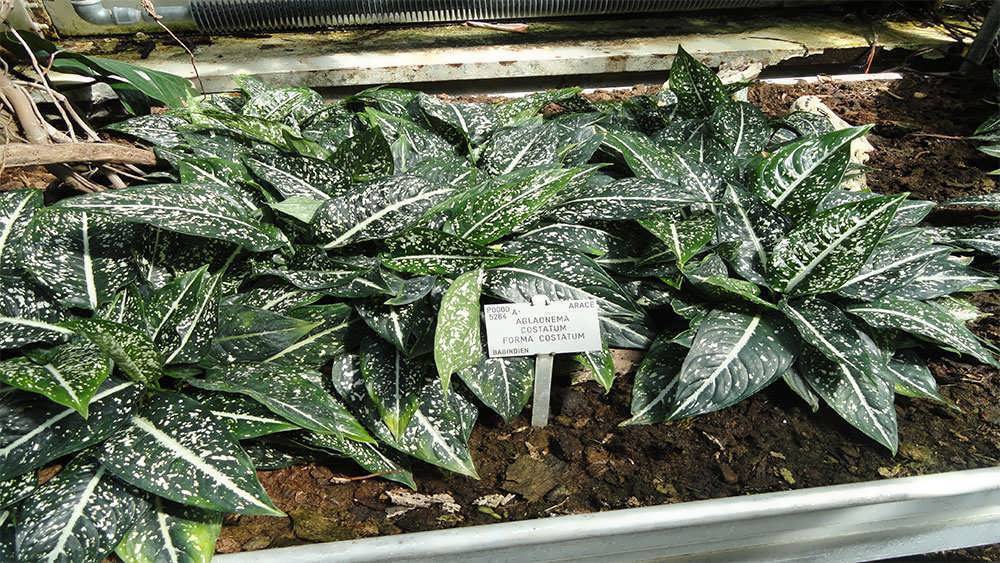 آگلونما کوستاتوم 