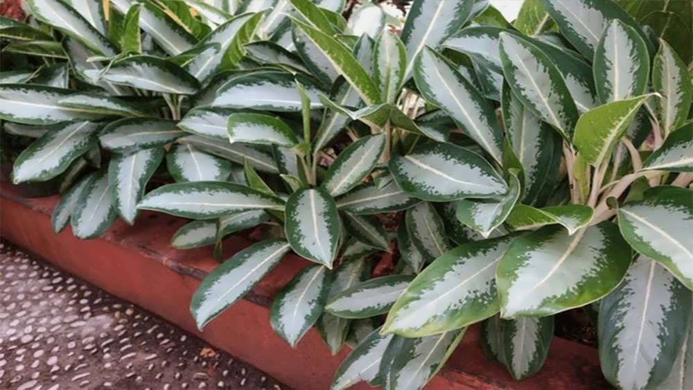 آگلونما روبلینی 