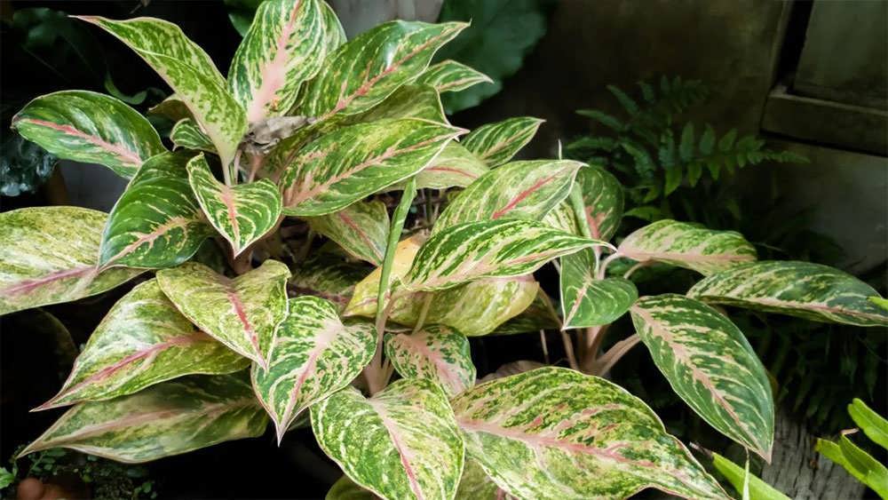 آگلونما سوزی 