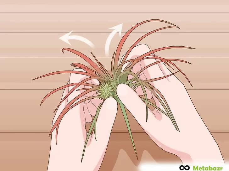 تقسیم گیاهان هوازی برای کنترل رشد