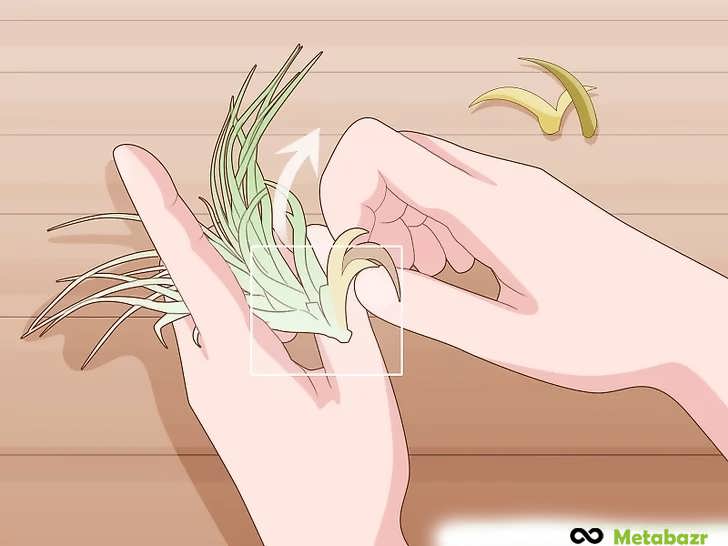 برداشتن برگ های خشک و قهوه ای گیاه هوازی