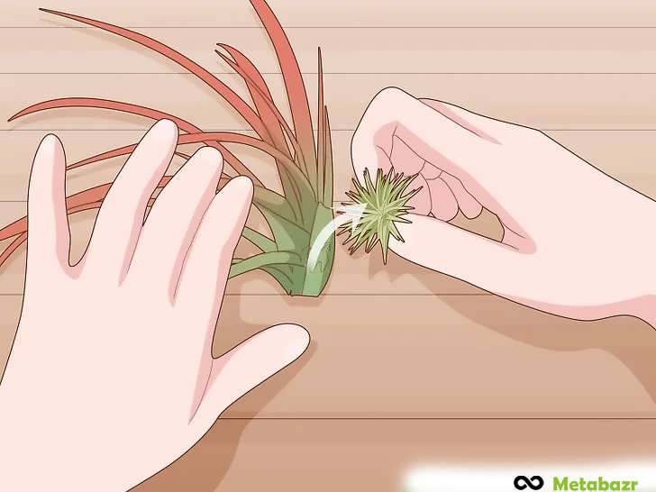 پاجوش ها را با انگشتان خود و با احتیاط از گیاه مادر جدا کنید