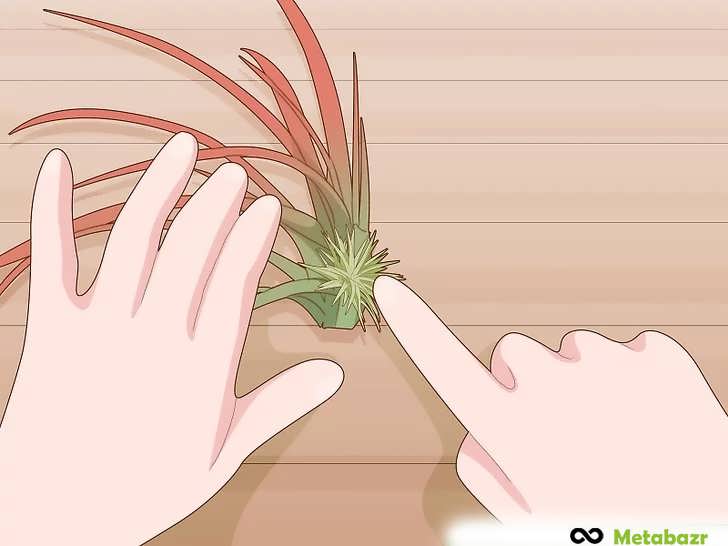 باز کردن آرام برگ های گیاه هوازی برای جدا کردن پاجوش ها