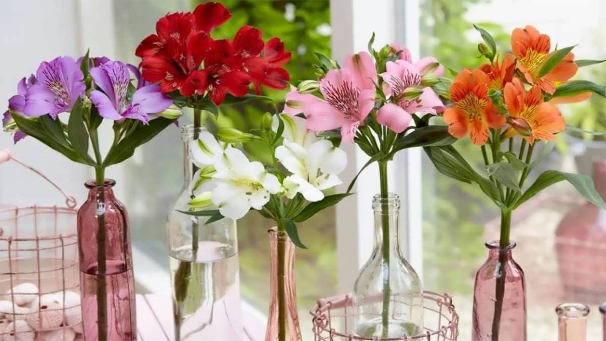 پس زمینه آلوسترمریا