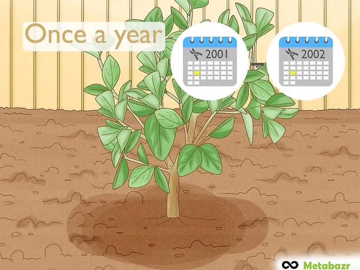 هرس درختان مرکبات حداقل یک بار در سال