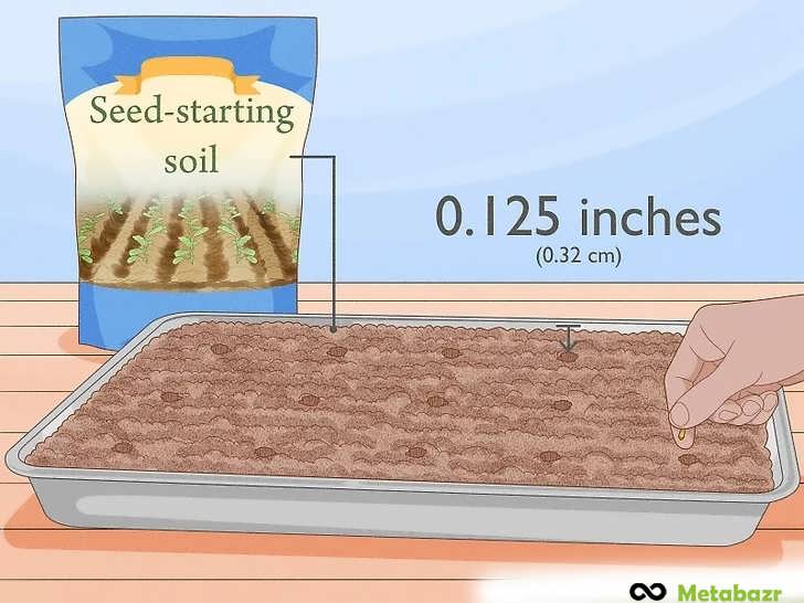 بذرها را در عمق حدود ۰.۳۲ سانتی متر بکارید