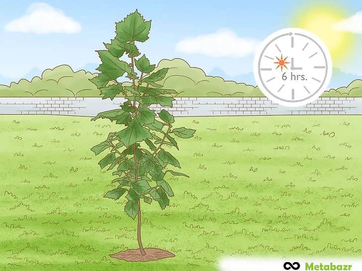 مکانی را انتخاب کنید که روزانه ۶ ساعت نور مستقیم خورشید دریافت کند.