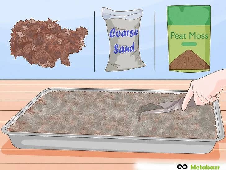 دانه را با شن درشت، پیت ماس یا خاک برگ بپوشانید.