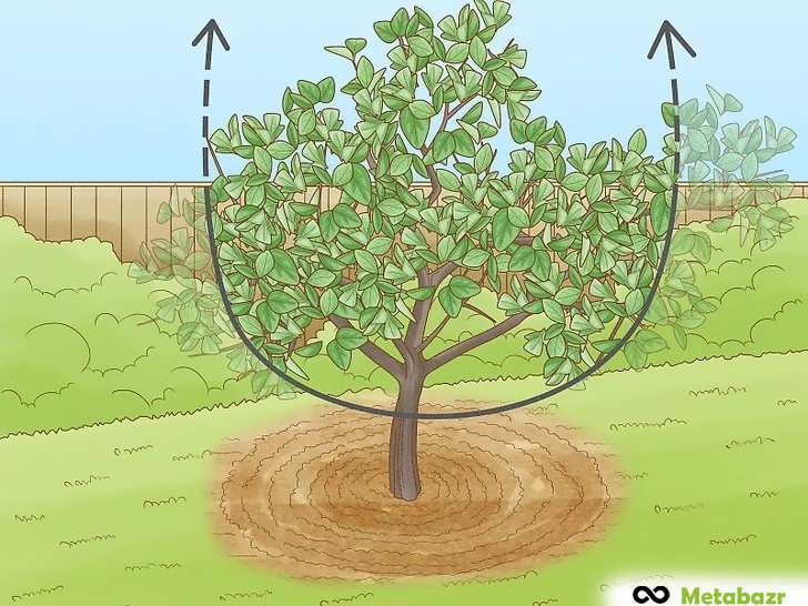 کوتاه کردن شاخه های بلند و بدقواره در میان تاج درخت
