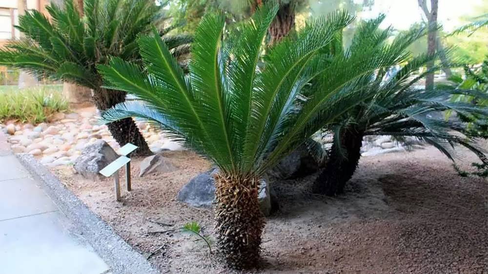 سیکاس چندساقه در فضای باز