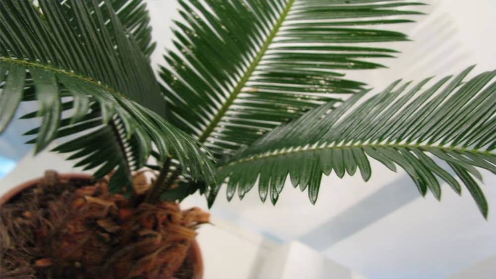 نمای نزدیک برگ سیکاس گلدانی