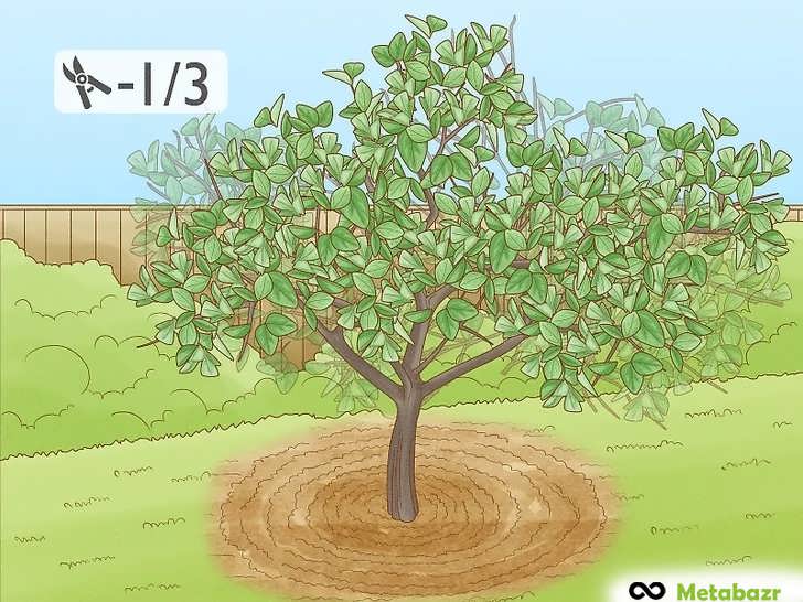بیش از یک سوم کل تاج درخت را حذف نکنید