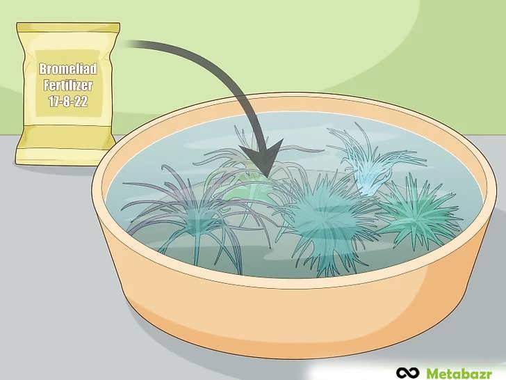 تغذیه ماهانه گیاهان هوازی