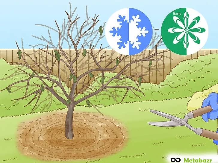 راهنمای هرس مرکبات در مناطق گرمسیر