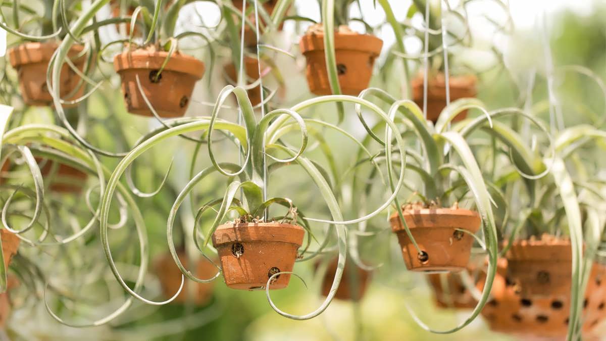 چگونه از گیاهان هوازی در داخل خانه مراقبت کنیم