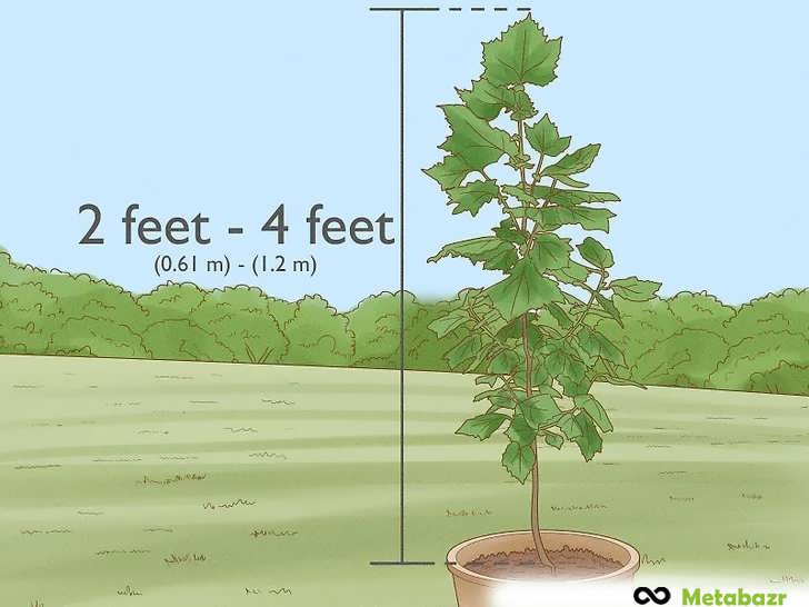 اجازه دهید نهال پیش از کاشت ۰.۶ تا ۱.۲ متر رشد کند