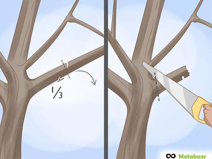 انجام برش های ۳ مرحله ای برای جلوگیری از آسیب به شاخه ها