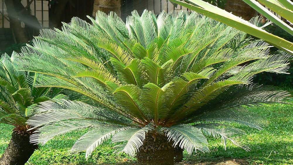 سیکاس بالغ در فضای سبز