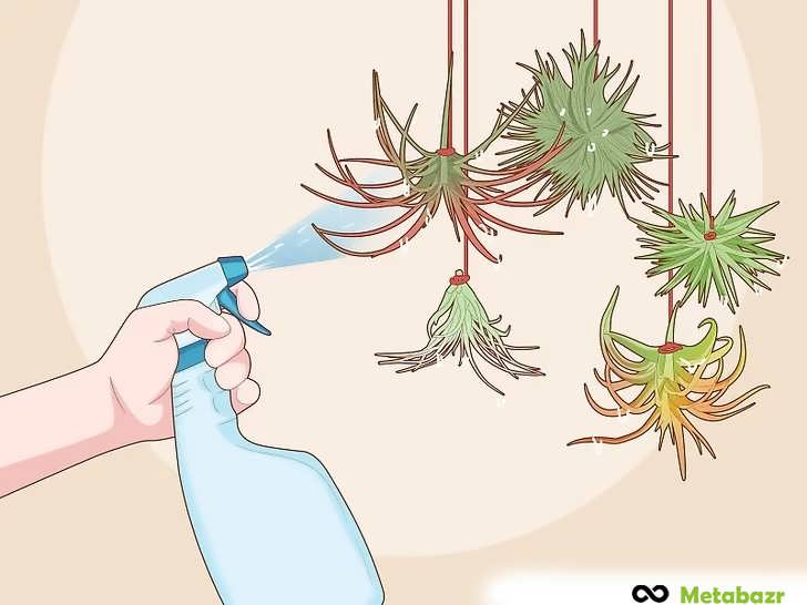 مه پاشی گیاهان بین دو آبیاری برای تأمین رطوبت