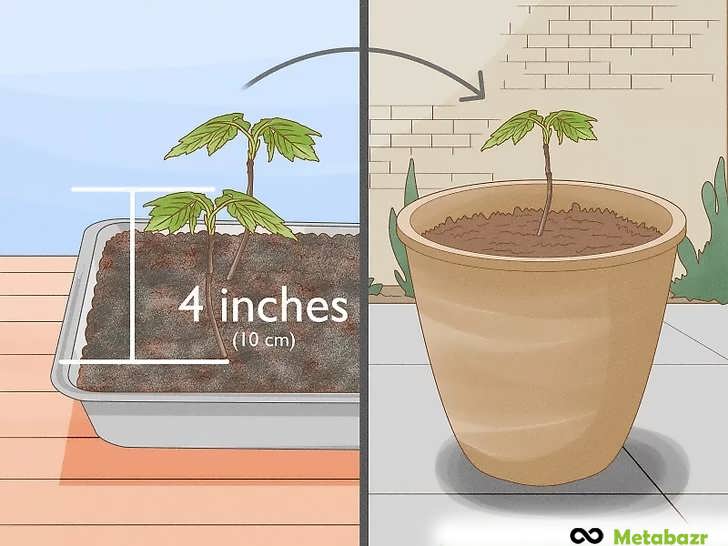 زمان انتقال نهال ۱۰ سانتی متری به گلدان