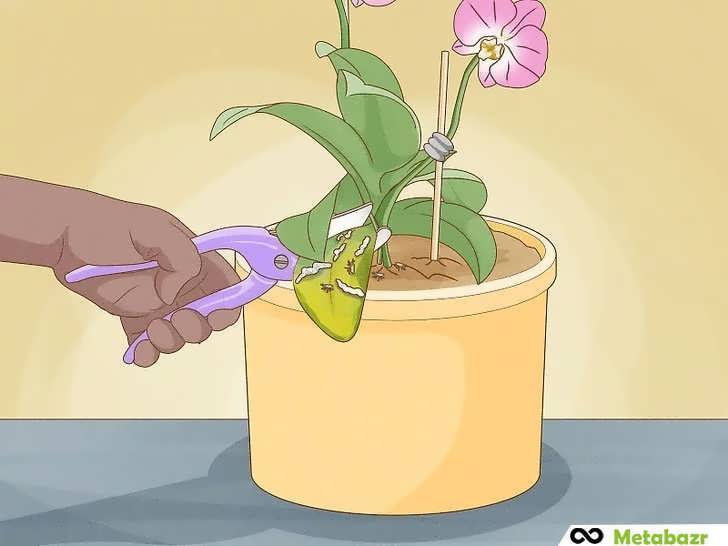 هرس برگ بیمار ارکیده