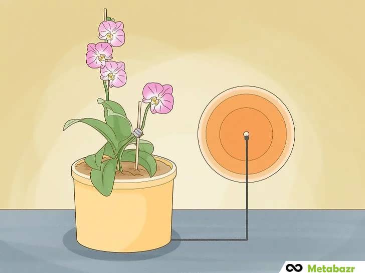 زیرگلدانیِ زهکشیِ ارکیده