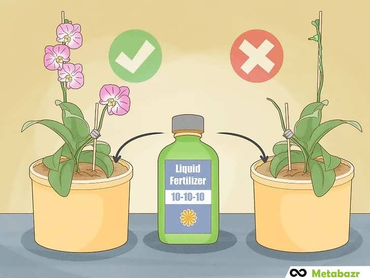 راهنمای کوددهی ارکیده