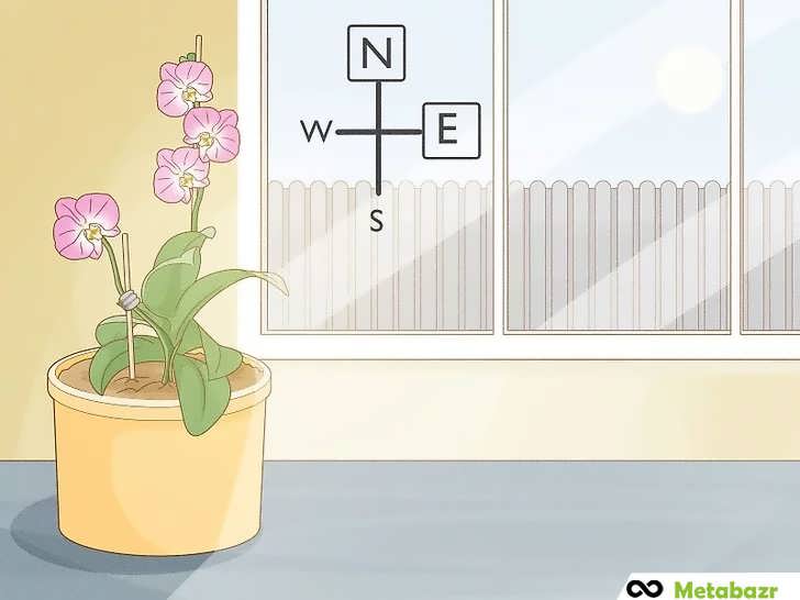 ارکیده در نور غیرمستقیم کنار پنجره