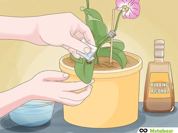 حذف آفات ارکیده با الکل