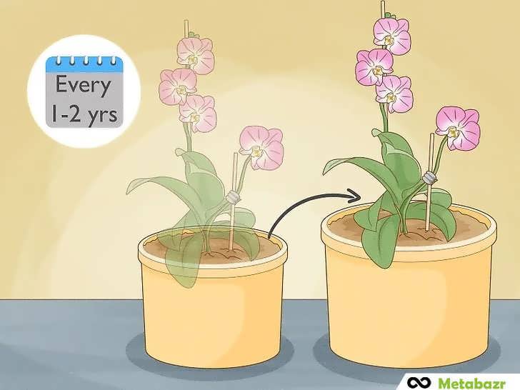 تعویض گلدانِ ارکیده هر ۱ تا ۲ سال