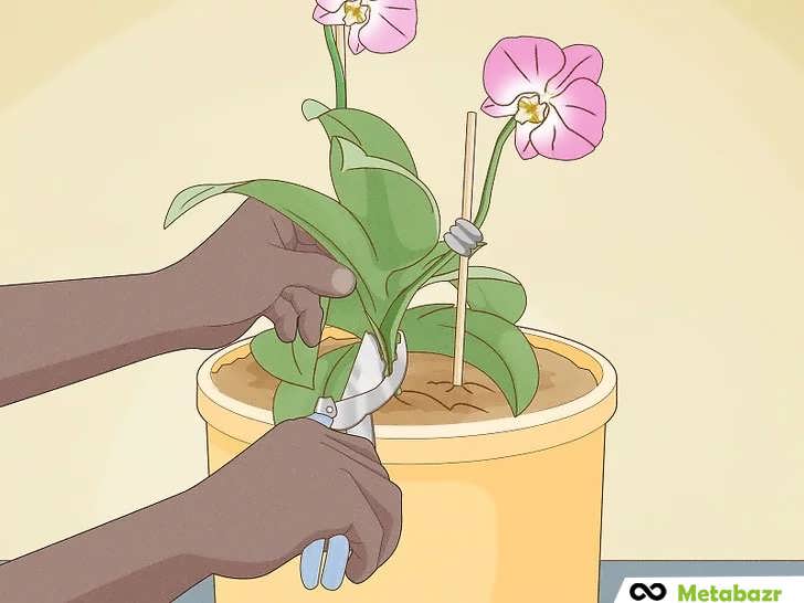 هرس ساقه ارکیده