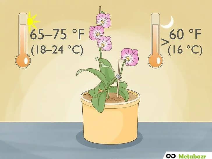 بازه دمای مناسب ارکیده