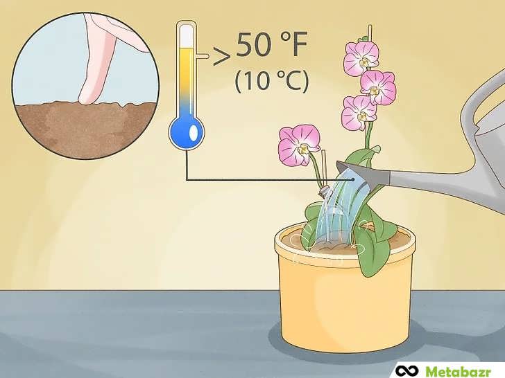 آبیاری ارکیده با بررسی دمای مناسب آب