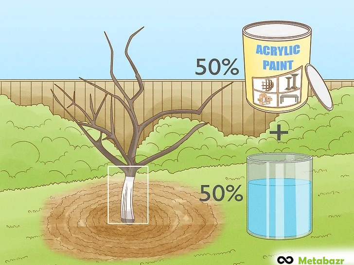 رنگ آمیزی پوست درخت با رنگ سفید پایه آب (وایت واش)