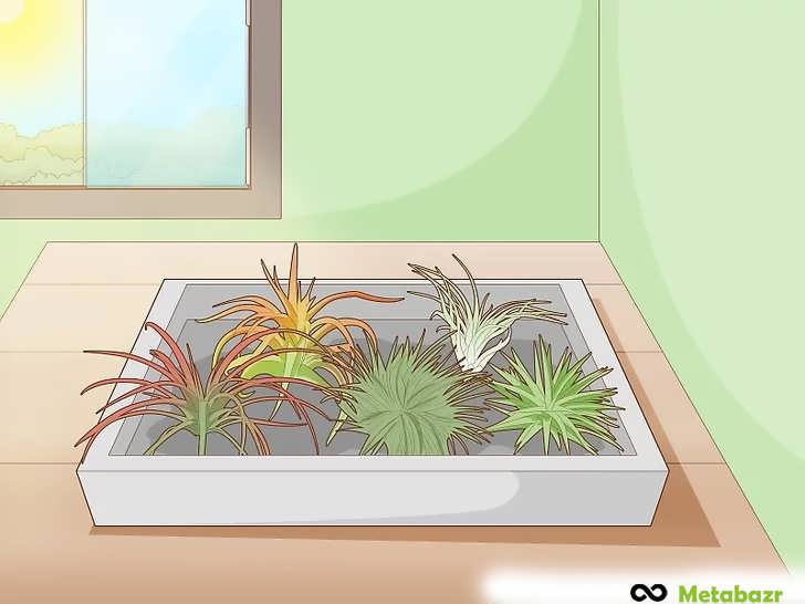 قرار دادن یا نصب گیاه هوازی روی سطحی خشک و پایدار