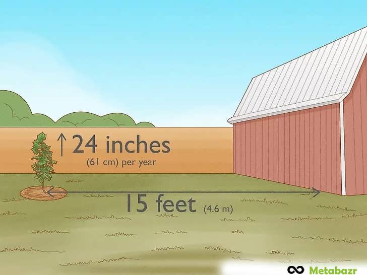 نهال را حداقل در فاصله ۱۵ فوت (۴.۶ متر) از خانه بکارید.