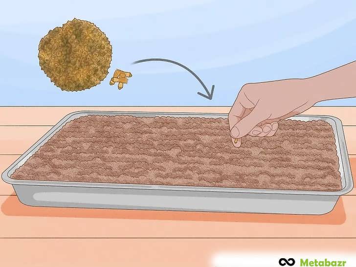 بذرها را در یک سینی کم عمق بکارید