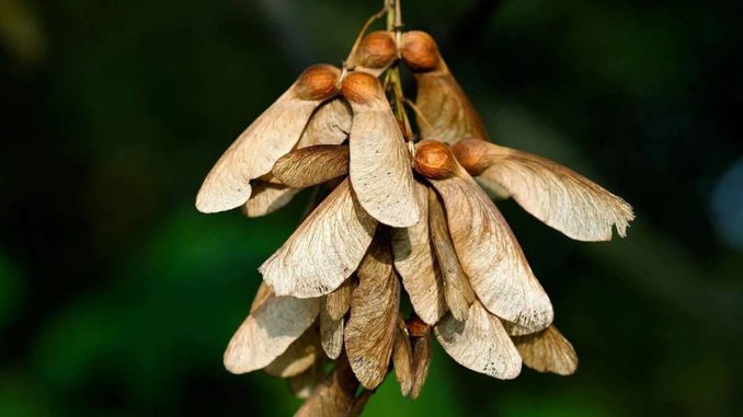 نحوه کاشت بذر درخت چنار