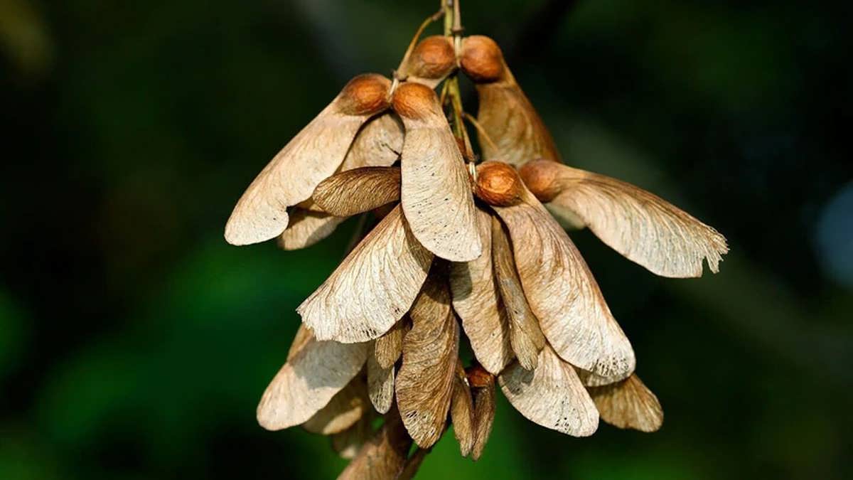 نحوه کاشت بذر درخت چنار