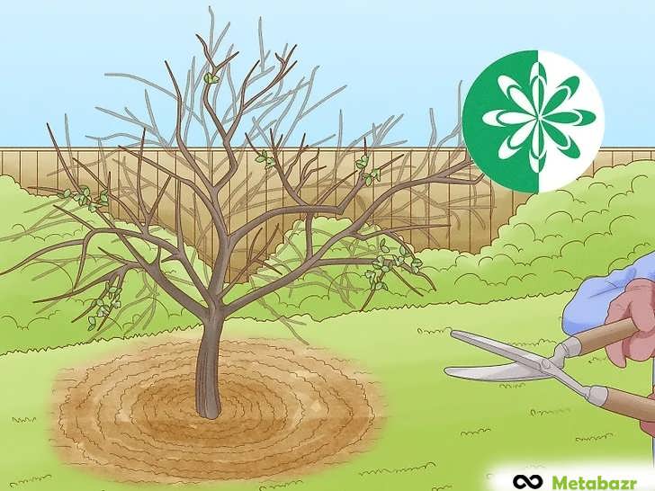 هرس در بهار پس از یخبندان در مناطق سردسیر