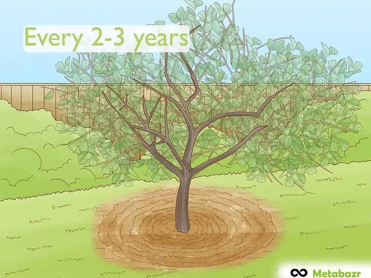 هرس درختان مسن و بیش از حد رشد کرده