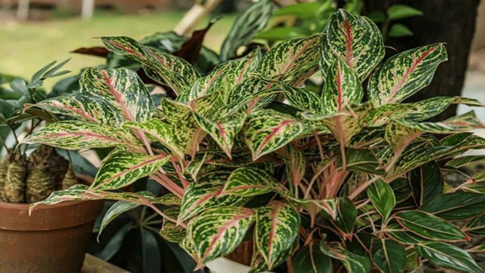 آگلونما رد پیکاک 