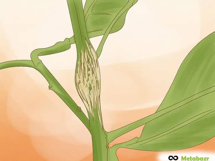 حذف هرگونه ساقه متورم