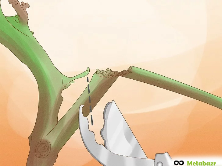 حذف چوب های مرده، آسیب دیده و بیمار