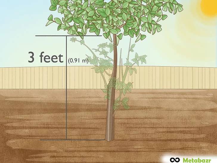 حذف هرگونه شاخه پایینی