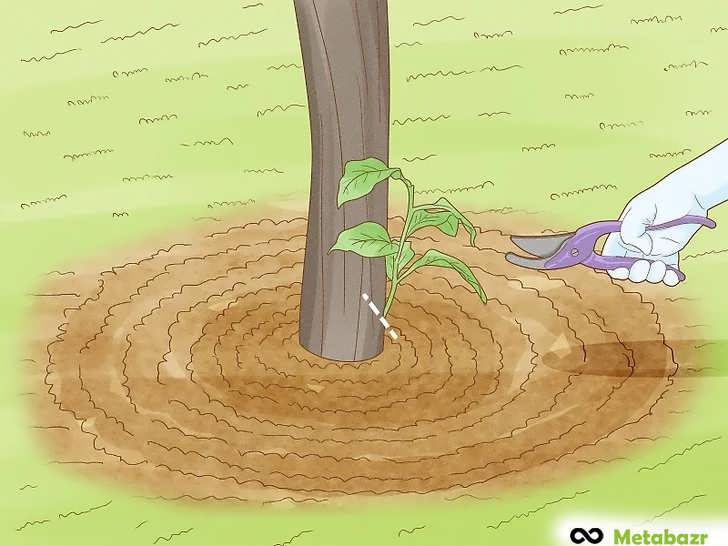 حذف پاجوش های رشد کرده در پایه درخت